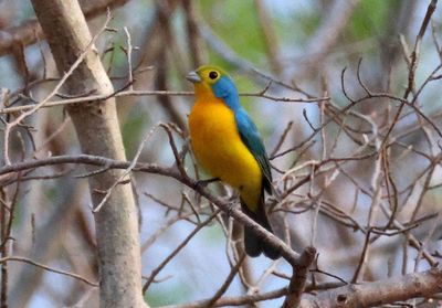 Orange-breasted Bunting; male