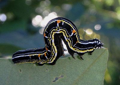 Orodesma Graphic Owlet Moth species caterpillar