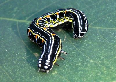 Orodesma Graphic Owlet Moth species caterpillar