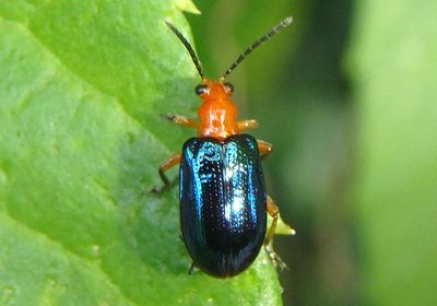 Oulema Leaf Beetle species