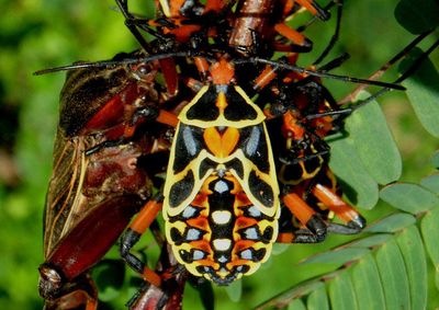 Pachylis nervosus; Leaf-footed Bug species nymph