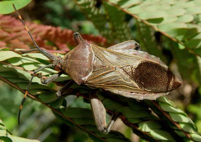 Pachylis nervosus; Leaf-footed Bug species