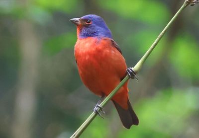 Painted Bunting; male