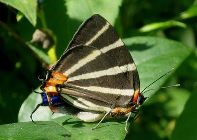 Insects and Other Invertebrates