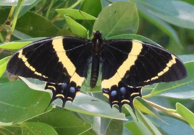 Papilio garamas garamas; Magnificent Swallowtail