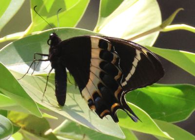 Papilio garamas garamas; Magnificent Swallowtail