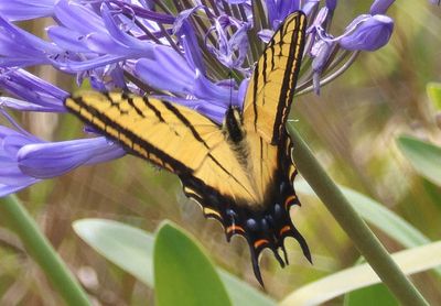 Papilio multicaudata; Two-tailed Swallowtail
