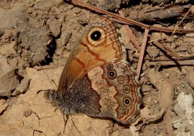 Paramacera Pine Satyr species