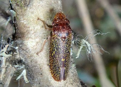 Paraulacizes sparsa; Sharpshooter species