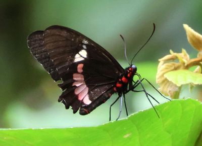 Parides iphidamas; Iphidamas Cattleheart