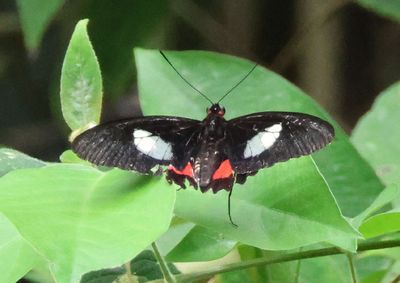 Parides iphidamas; Iphidamas Cattleheart