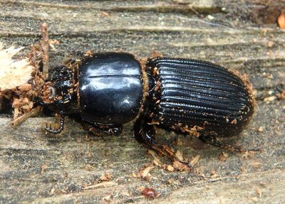 Passalus punctatostriatus; Patent Leather Beetle species