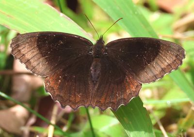 Pedaliodes circumducta; Mexican Pedalio