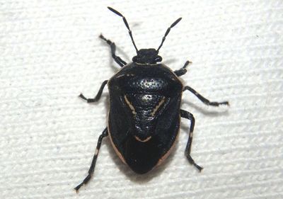 Perillus splendidus; Stink Bug species