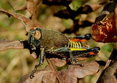 Perixerus obscurus; Grasshopper species