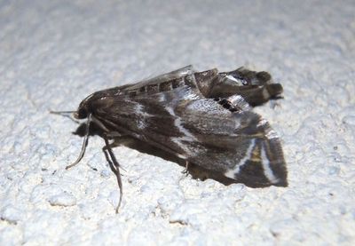 Petrophila Crambid Snout Moth species