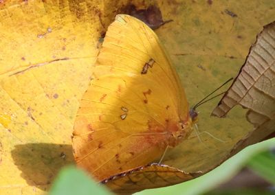 Phoebis philea; Orange-barred Sulphur