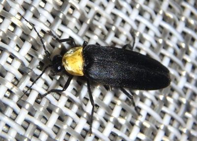 Photuris lugubris; Firefly species