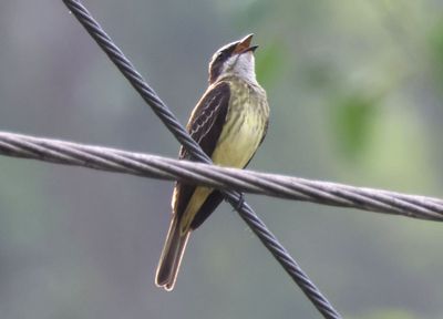 Piratic Flycatcher
