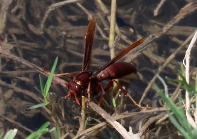 Polistes canadensis; Neotropical Red Paper Wasp