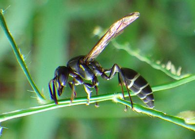 Polybia occidentalis; Yellow-banded Polybia Wasp
