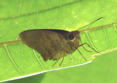 Polygonus arizonensis; North American Polygon