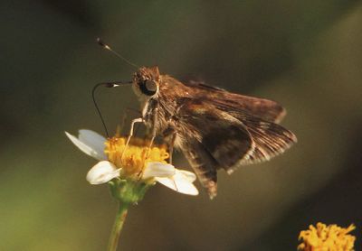 Pompeius pompeius; Pompeius Skipper