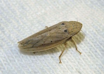 Prairiana orizaba; Leafhopper species