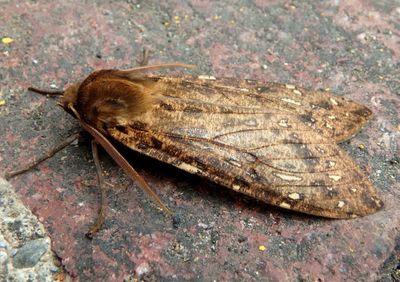 Pseudohemihyalea Tiger Moth species