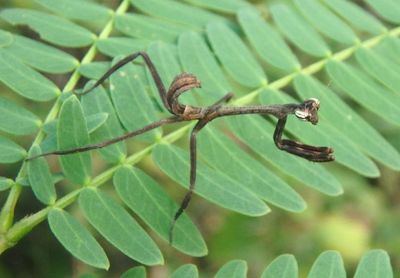 Pseudovates Unicorn Mantis species nymph