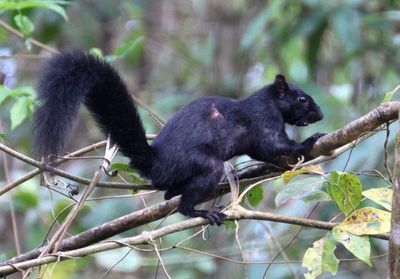 Red-bellied Squirrel