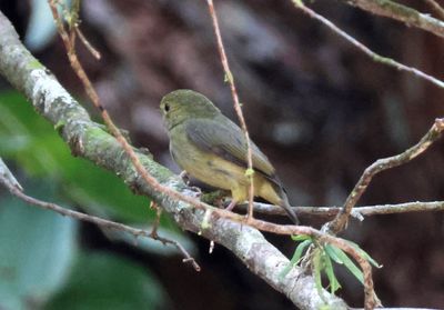 Red-capped Manakin; female
