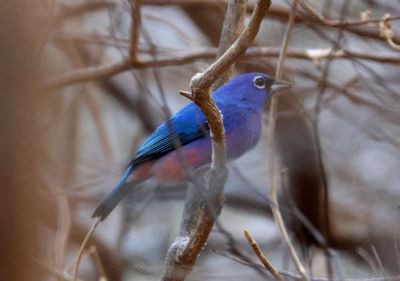 Rose-bellied Bunting; male