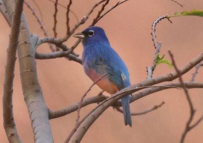 Rose-bellied Bunting; male