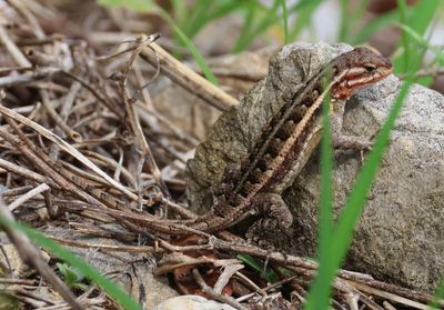 Rose-bellied Lizard