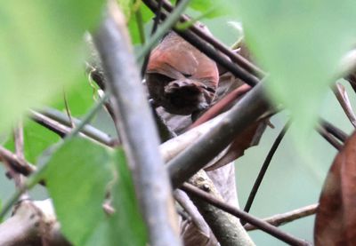 Rufous-breasted Spinetail