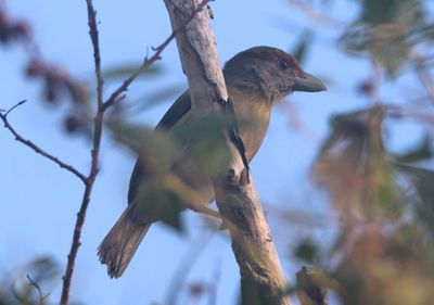 Rufous-browed Peppershrike