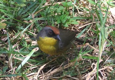 Rufous-capped Brushfinch