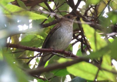 Russet Nightingale-Thrush