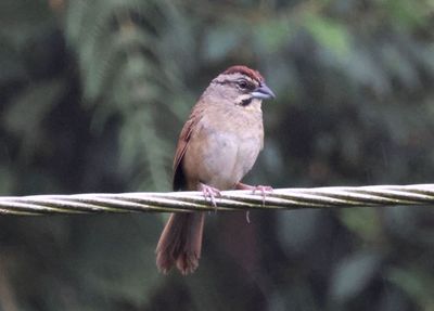 Rusty Sparrow