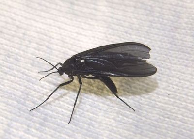 Sciara hemerobioides; Fungus Gnat species