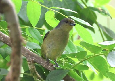 Scrub Euphonia; female