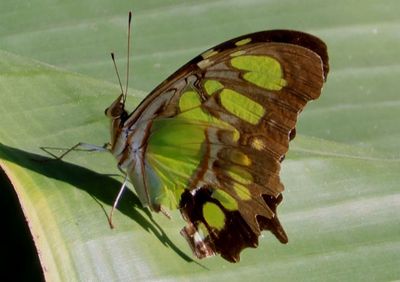 Siproeta stelenes; Malachite