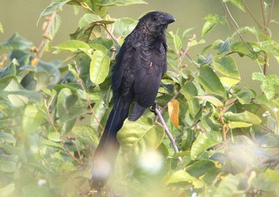 Smooth-billed Ani