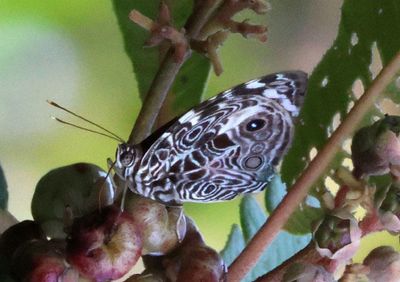 Smyma blomfildia; Blomfild's Beauty