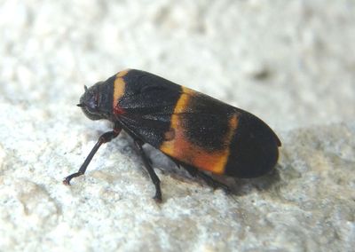Spittlebug species