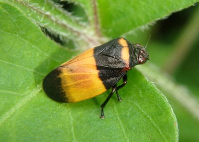 Spittlebug species