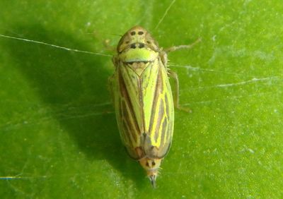 Stirellus bicolor; Leafhopper species