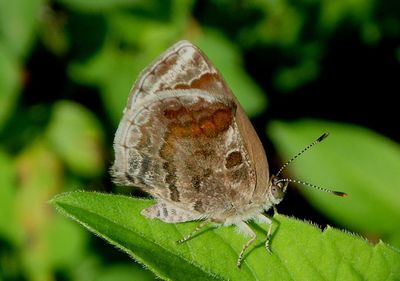 Strymon bazochii; Lantana Scrub-Hairstreak