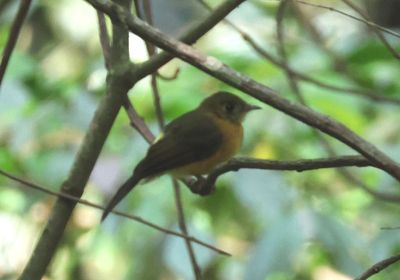 Sulphur-rumped Flycatcher